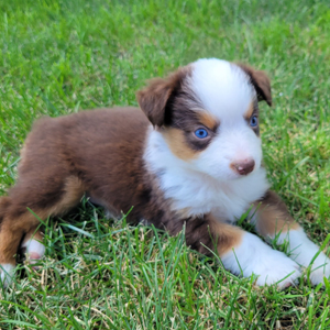 Cowtown Minis - Available Litters