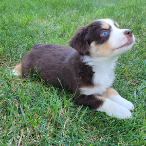 Cowtown Minis - Available Litters