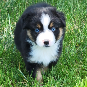 Cowtown Minis - Available Litters